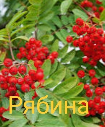Продажа имеется  рябина и калина  сирен