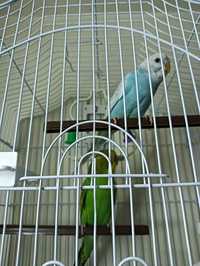 Papagali Perușii cu cușca