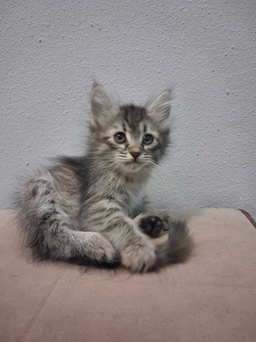 Котята Даром! Отдам в хорошие руки!