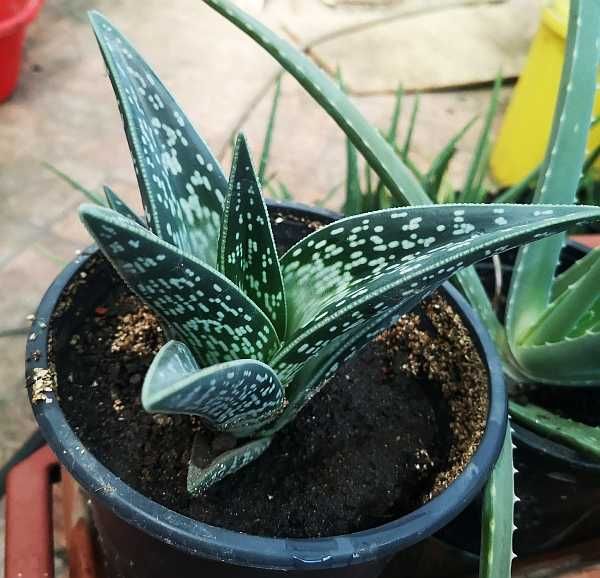 Vand pui Aloe variegata (Tiger aloe)