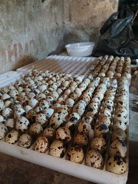 Bedana tuxum beli gegant
