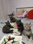 Pui pisica british shorthair