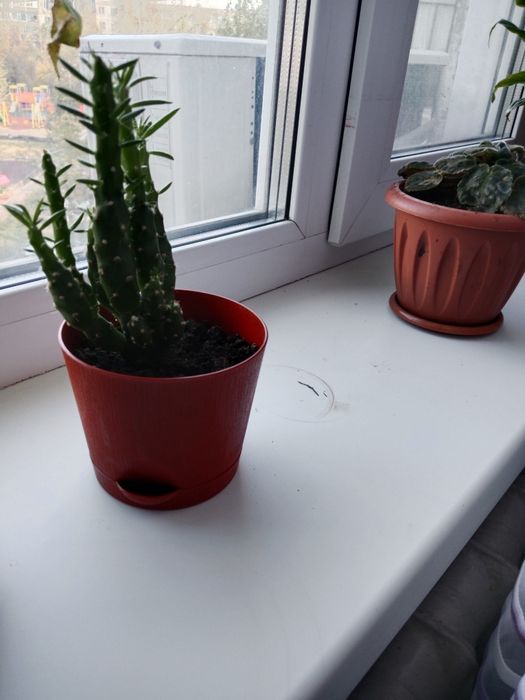 Продам растения комнатные