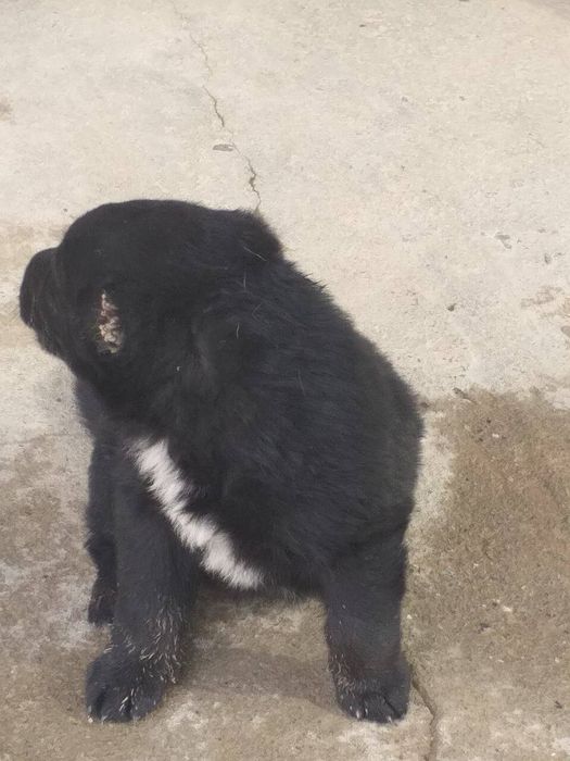 Alabay bollari sotuvda