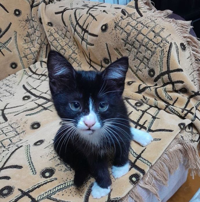 Отдам котёнка в хорошие руки