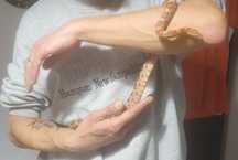 Sarpe Cornsnake wild type femela