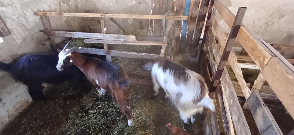 Vând 3 capre gestante și un țap sannen
