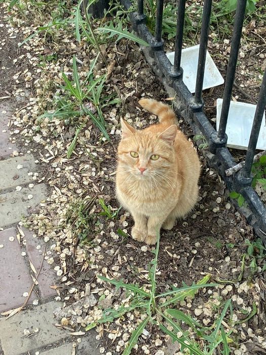 Кошка  нежная, ласковая, стерилизованная.