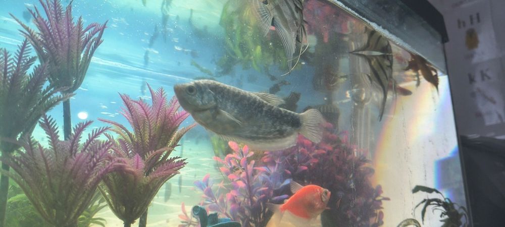 Vând acvariu complet