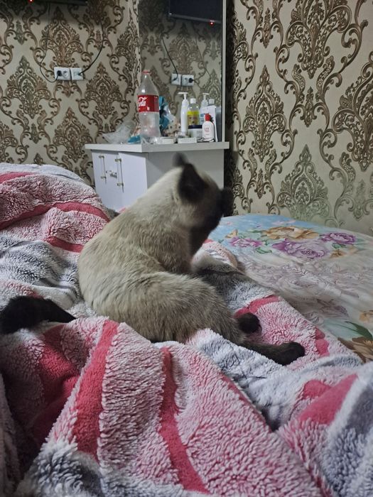 Эркак мушук сеамски парода