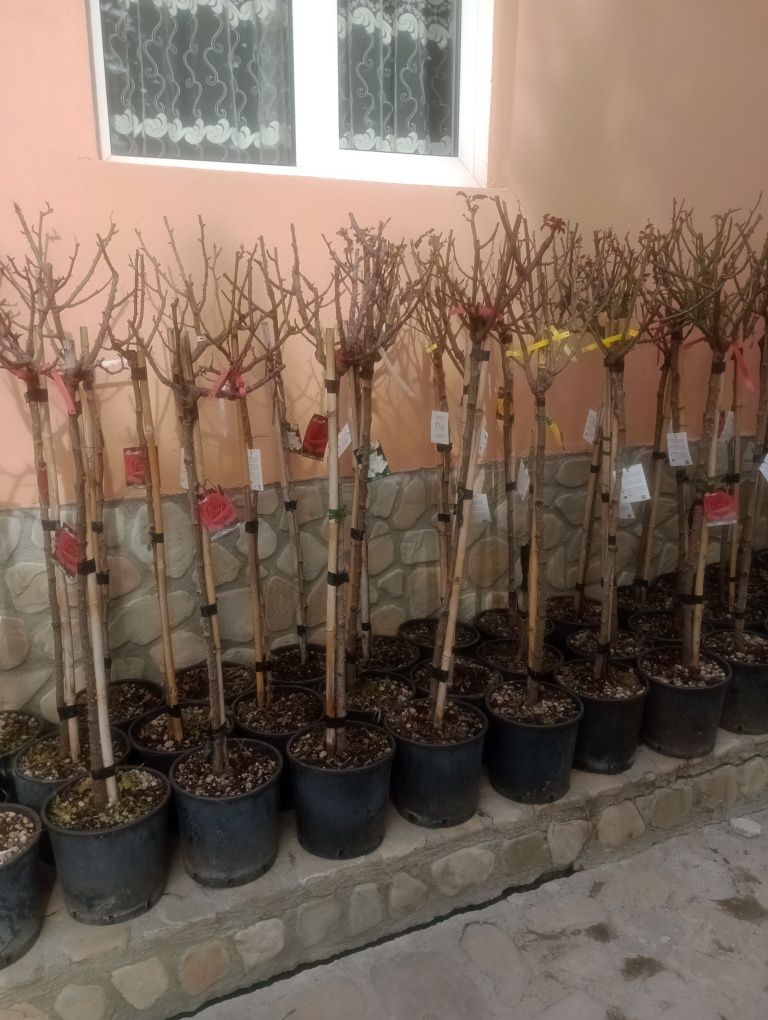 Plante de grădină