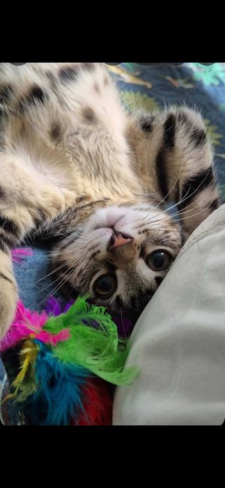 Motănel pentru adoptie