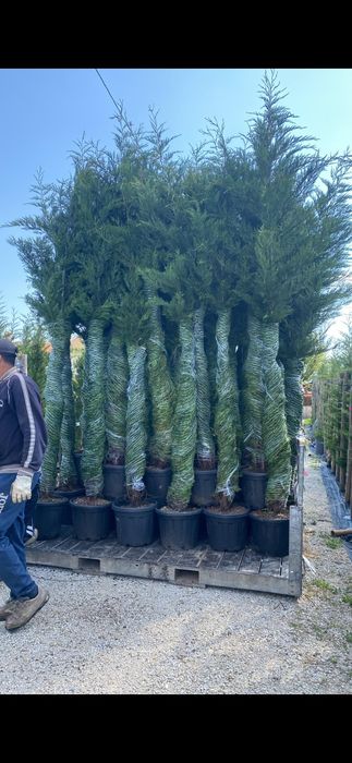 Cupressus leylandi gard viu veșnic verde