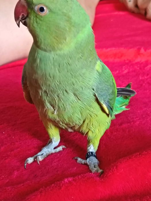 Micul Alexandru de vanzare