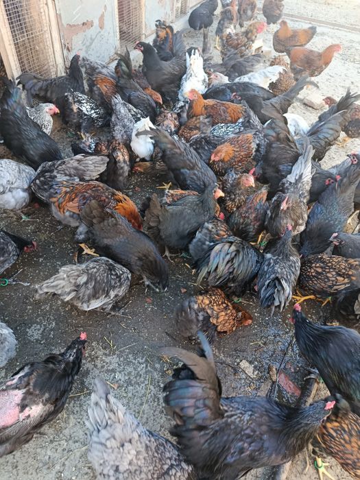 Vind găini wiandotte GSG australop