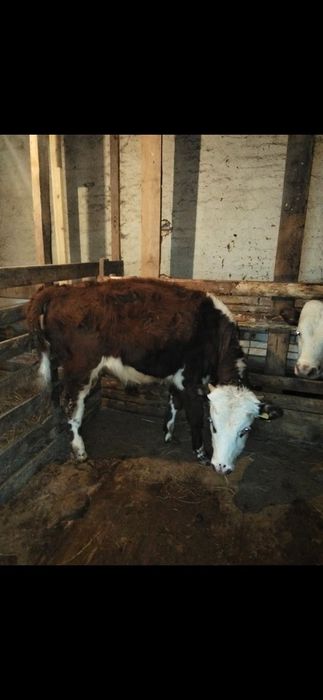 Баспак сатылады скот дима недит