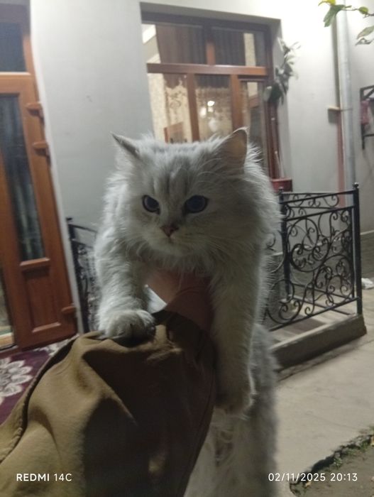 Chiroyli mushuk ?+sotiladi