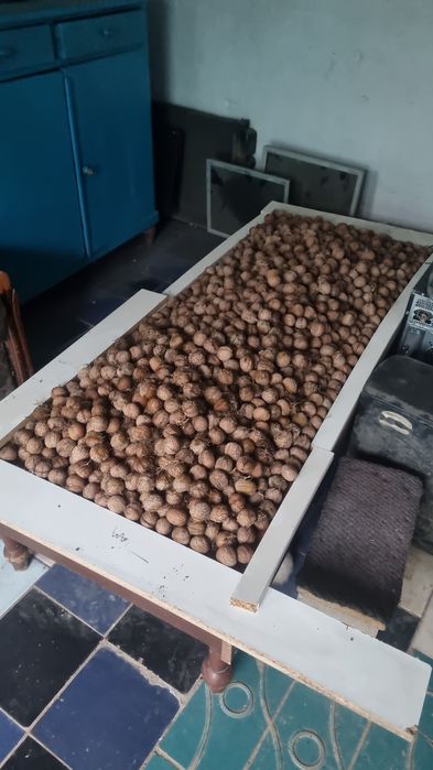 Грецкие орехи 2500кг продам