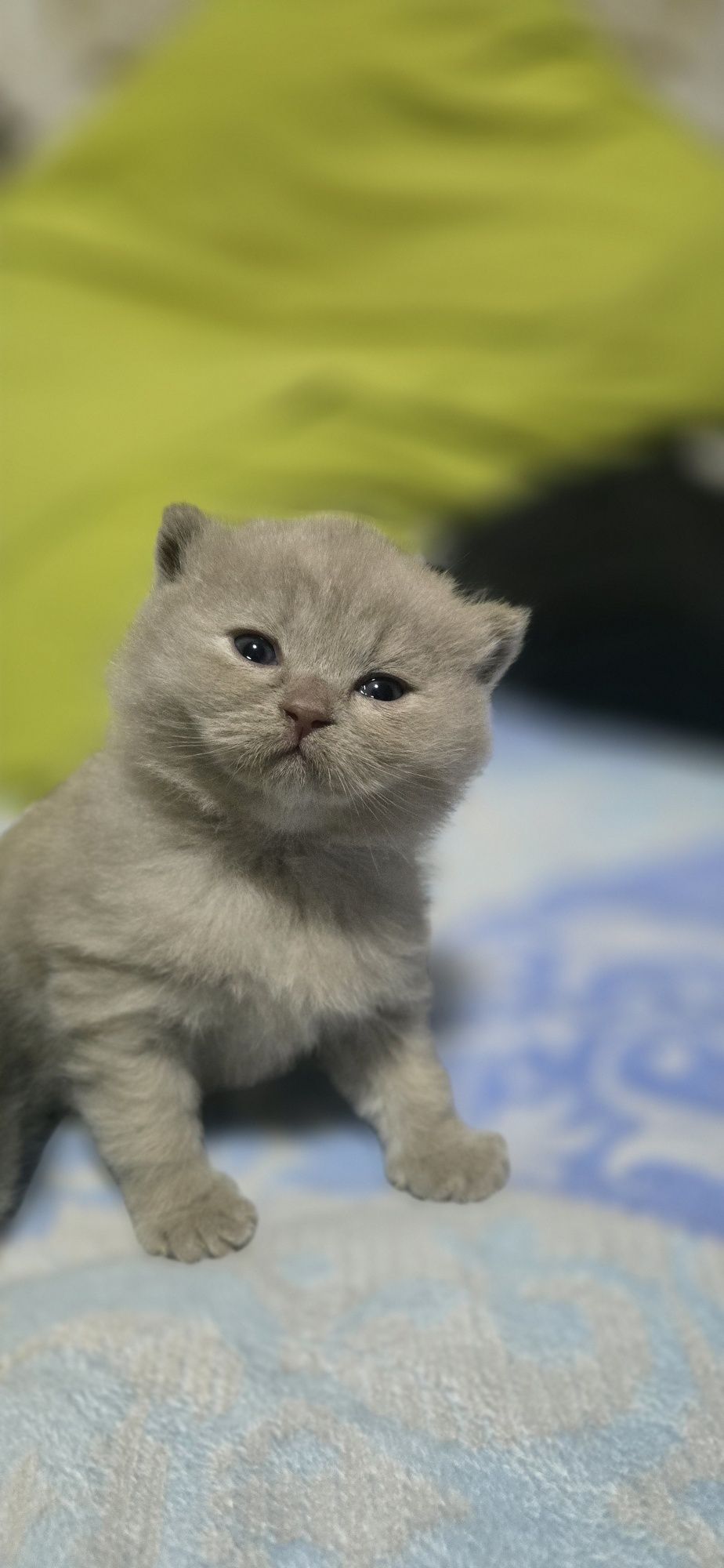 Скоттиш страйт котенки