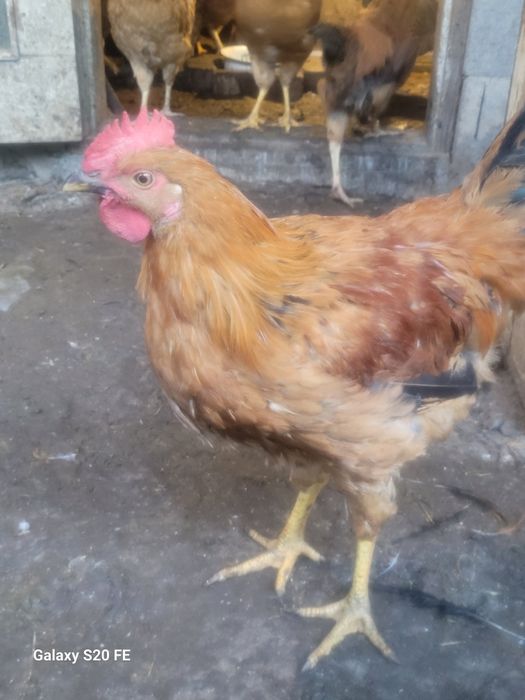 Кученский юбилейный