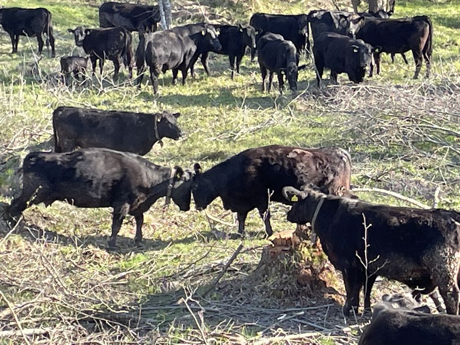 Vaci,vitei si julinci gestante (angus) de vanzare!!!