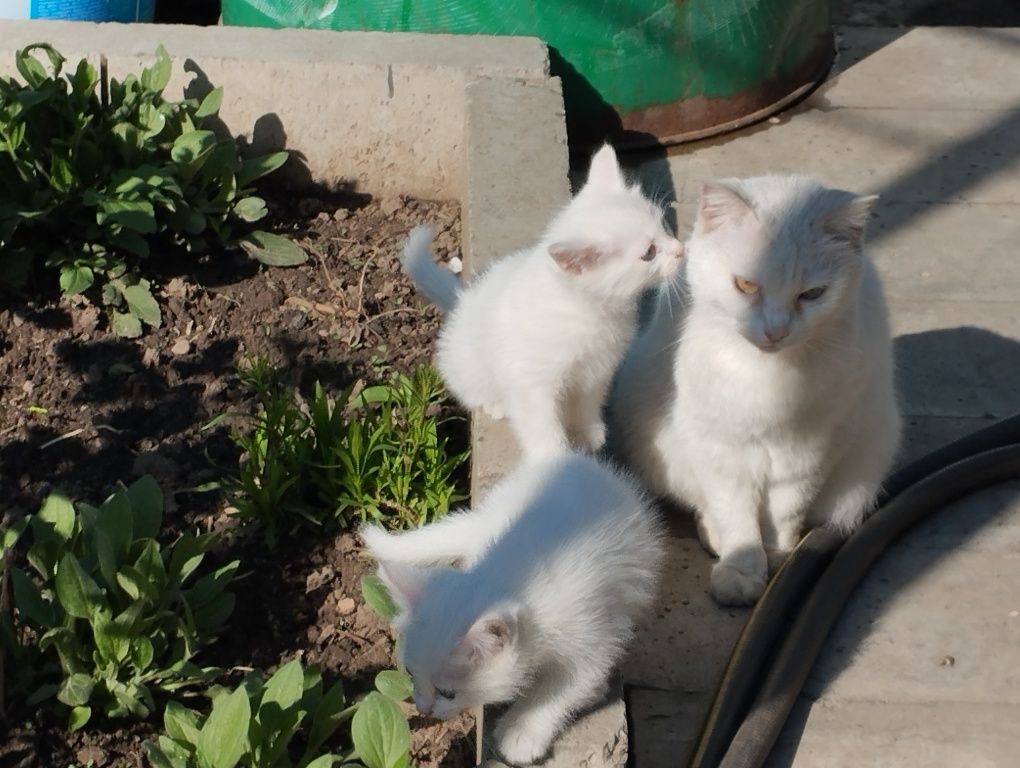 Белые котята , девочки , полтора месяца