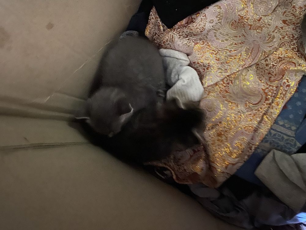 Котята в добрые руки