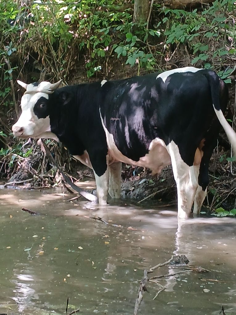 Vând 6 tăurasi vârsta 8luni și 1an jumătate
