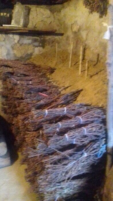 Vând Butasi vita de vie