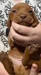 ( jucarie )Caine vizsla maghiara, visla