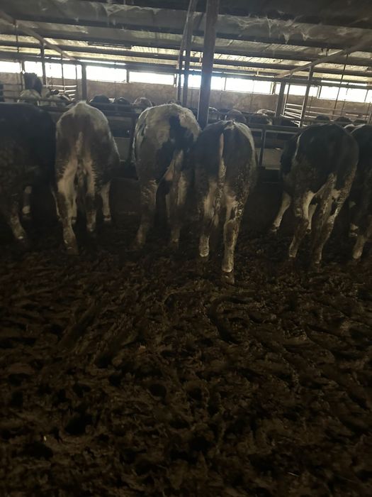 Vand 15 tauri de taiat