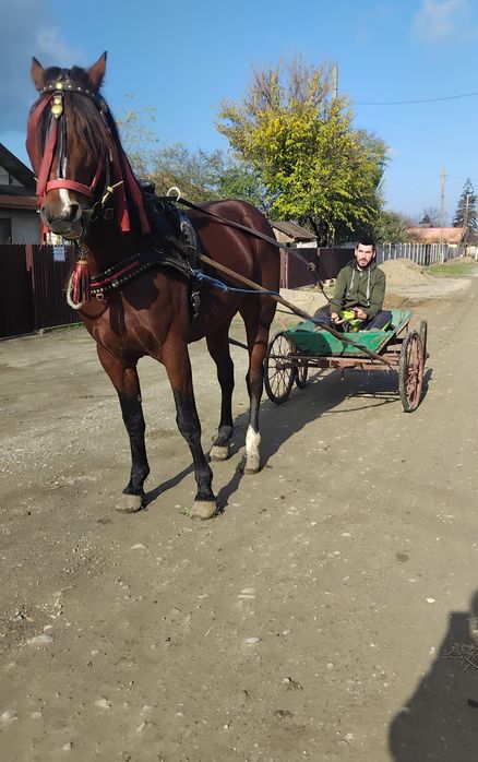 De vânzare armăsar metis de trapas