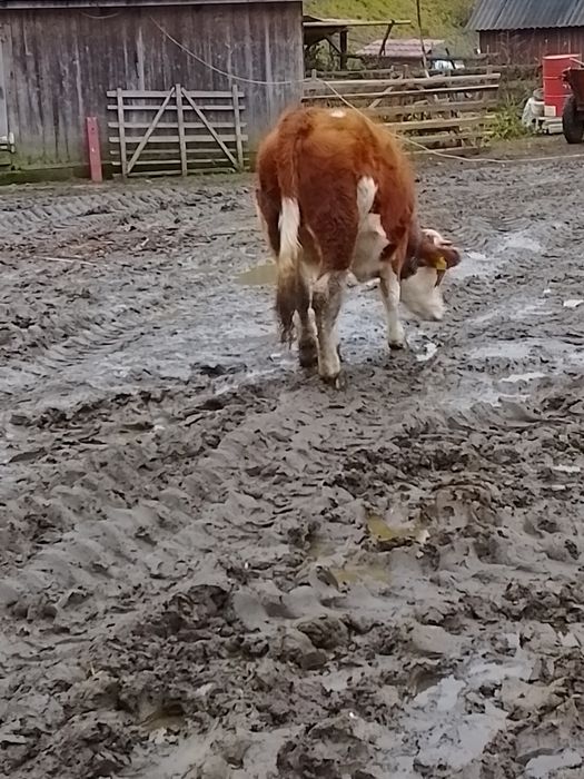 Vând juninca de 1 an