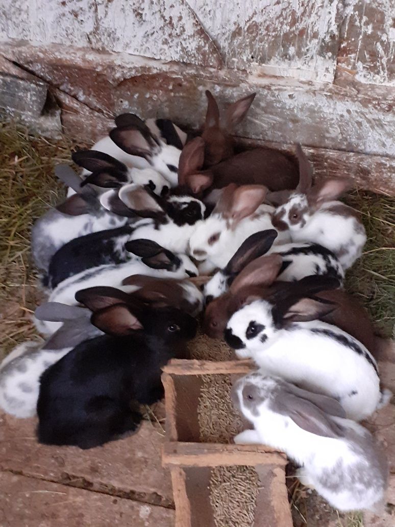 Iepurași fluture și cap de leu