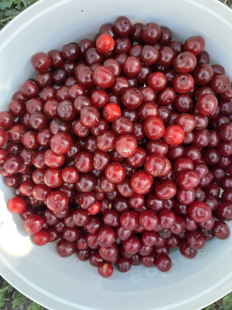 Продам вишню и крыжовник