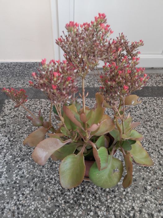 Каланхое - много лесно за отглеждане