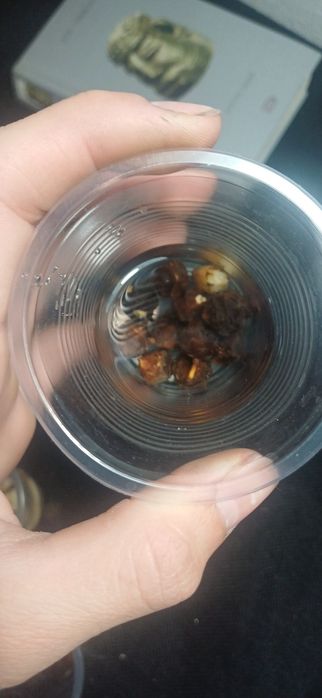 Клубни алоказий полли и бамбино