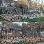 Vând mesteacăn, platan, catalpa, brazi, stejar