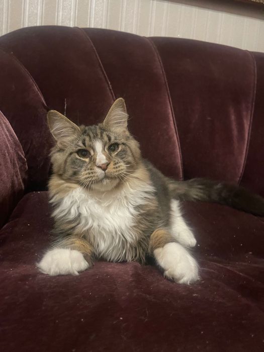 Baiețel  Maine Coon cu părinții campion