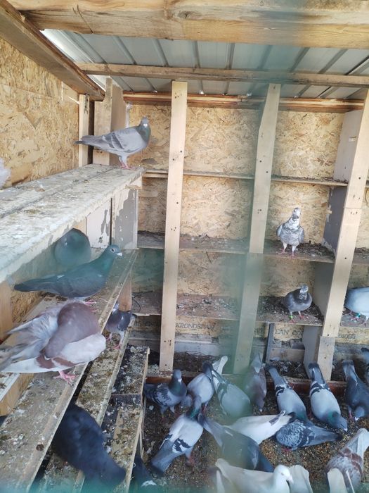 Vând porumbei voiajori