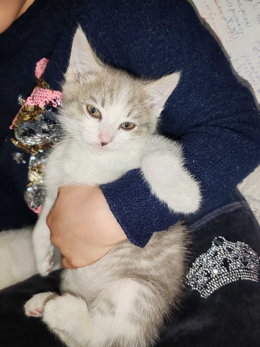 Котята домашние даром