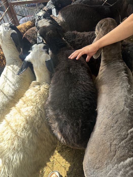 Qoylarimiani narhi 140000 min somdan