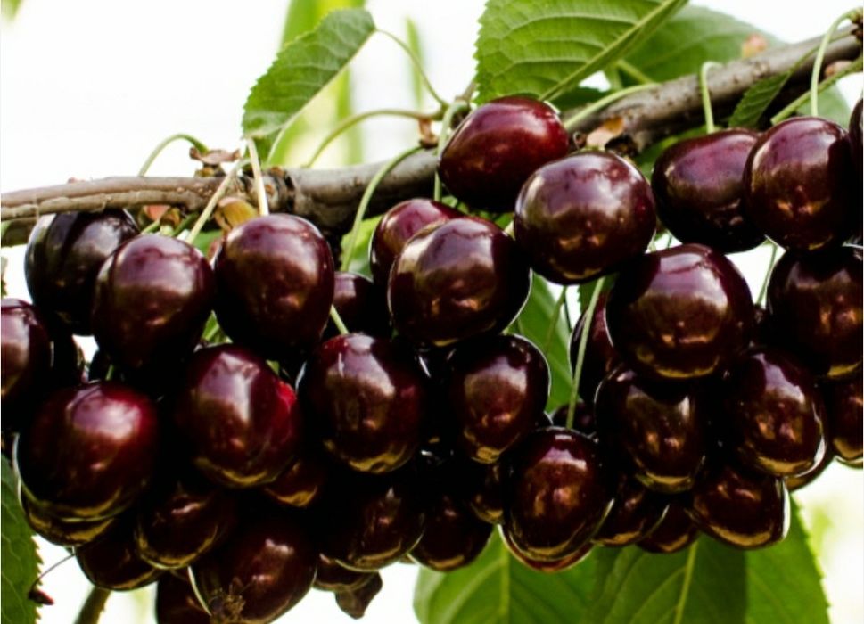 Pomi Fructiferi din GliStrămoșească (Cires)