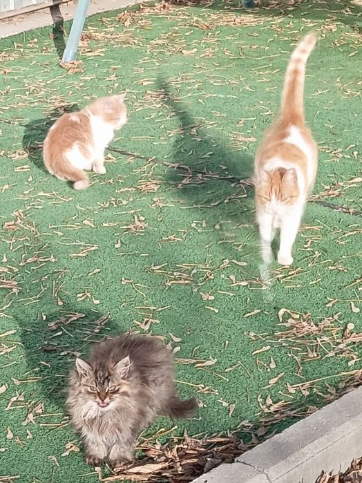 Котята, подросшие, самостоятельные