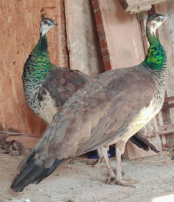 Vând 9 ouă de păun