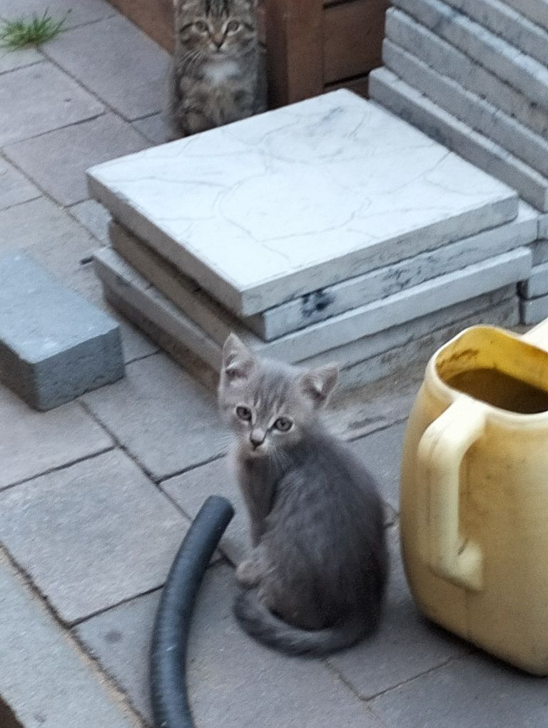 Отдам умных, красивых котят