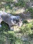 Vand bulldog francez!