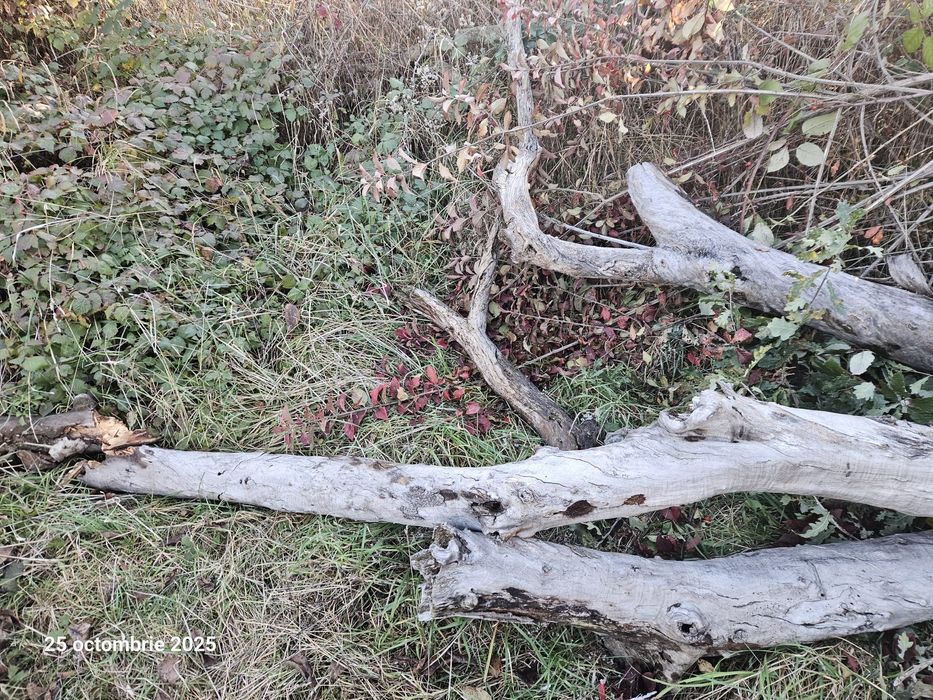 Lemne de vânzare uscate, Domnesti, Arges. Cred ca sunt cam o căruță.