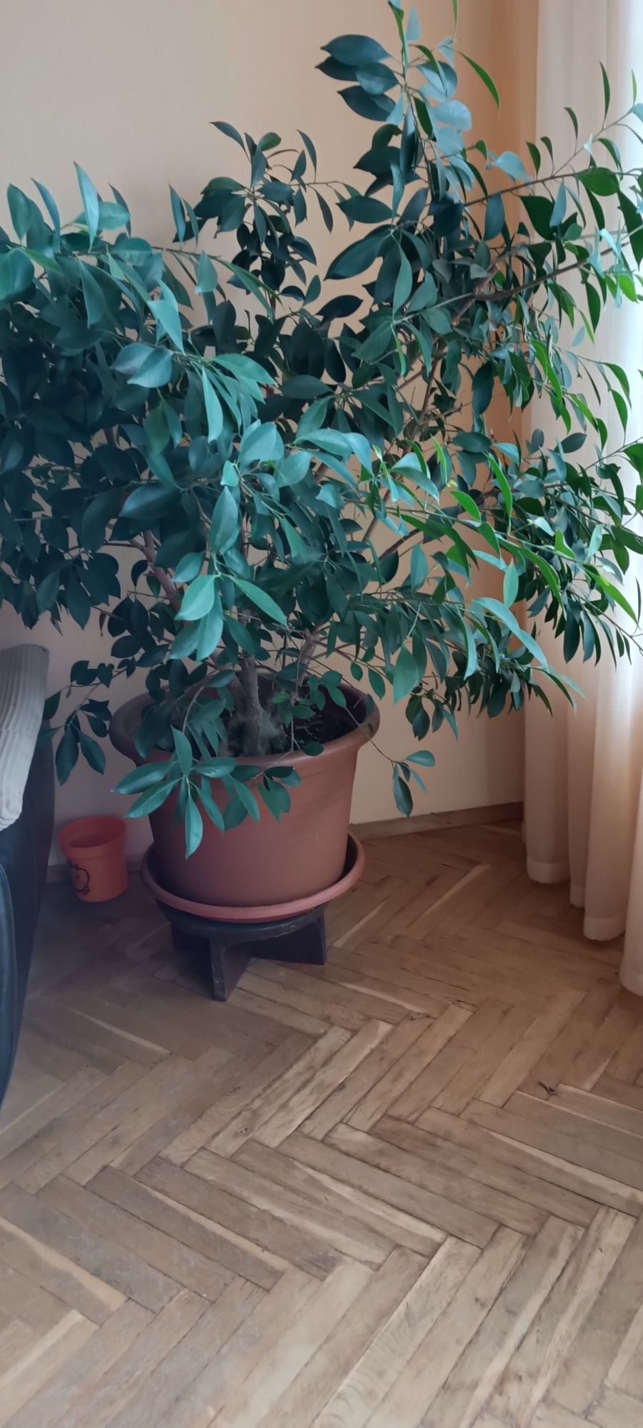 Фикус Бенджамин.