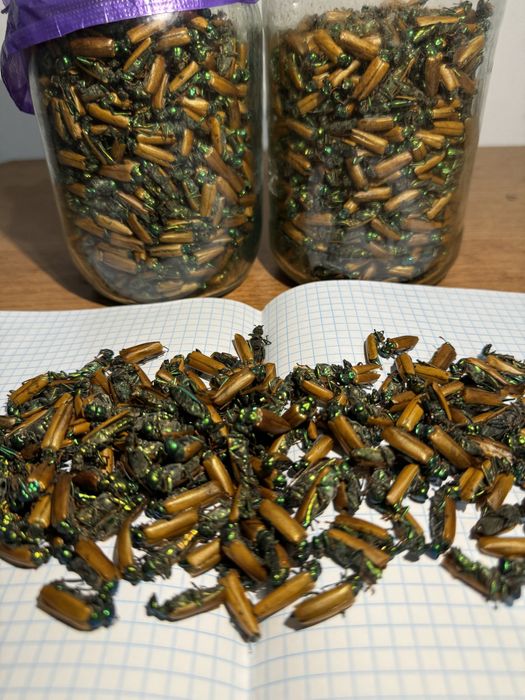 Алтын коныз майский жук золотой жук